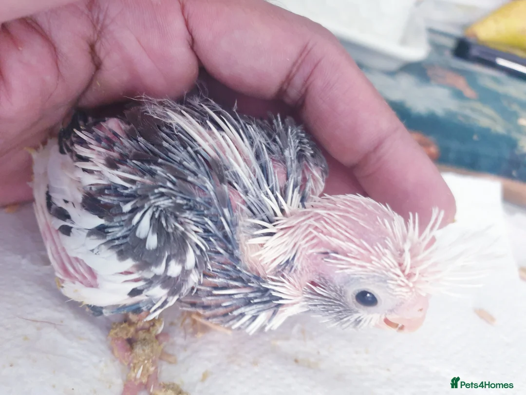 Cockatiels birds for sale:  hand reared baby cockatiels, new available Now* - Advert 9