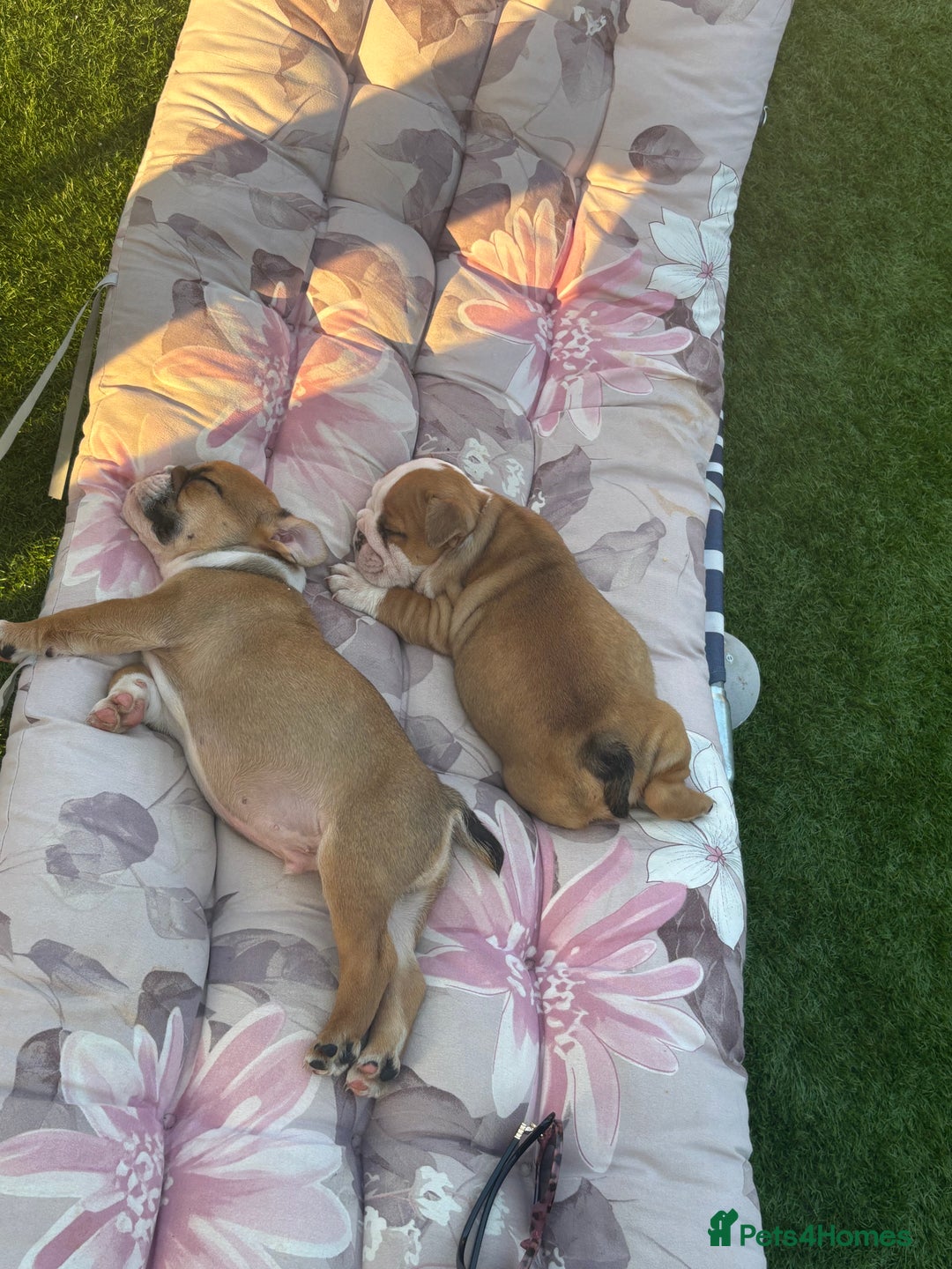 English Bulldog dogs for sale: English bulldog puppies  - Image 10