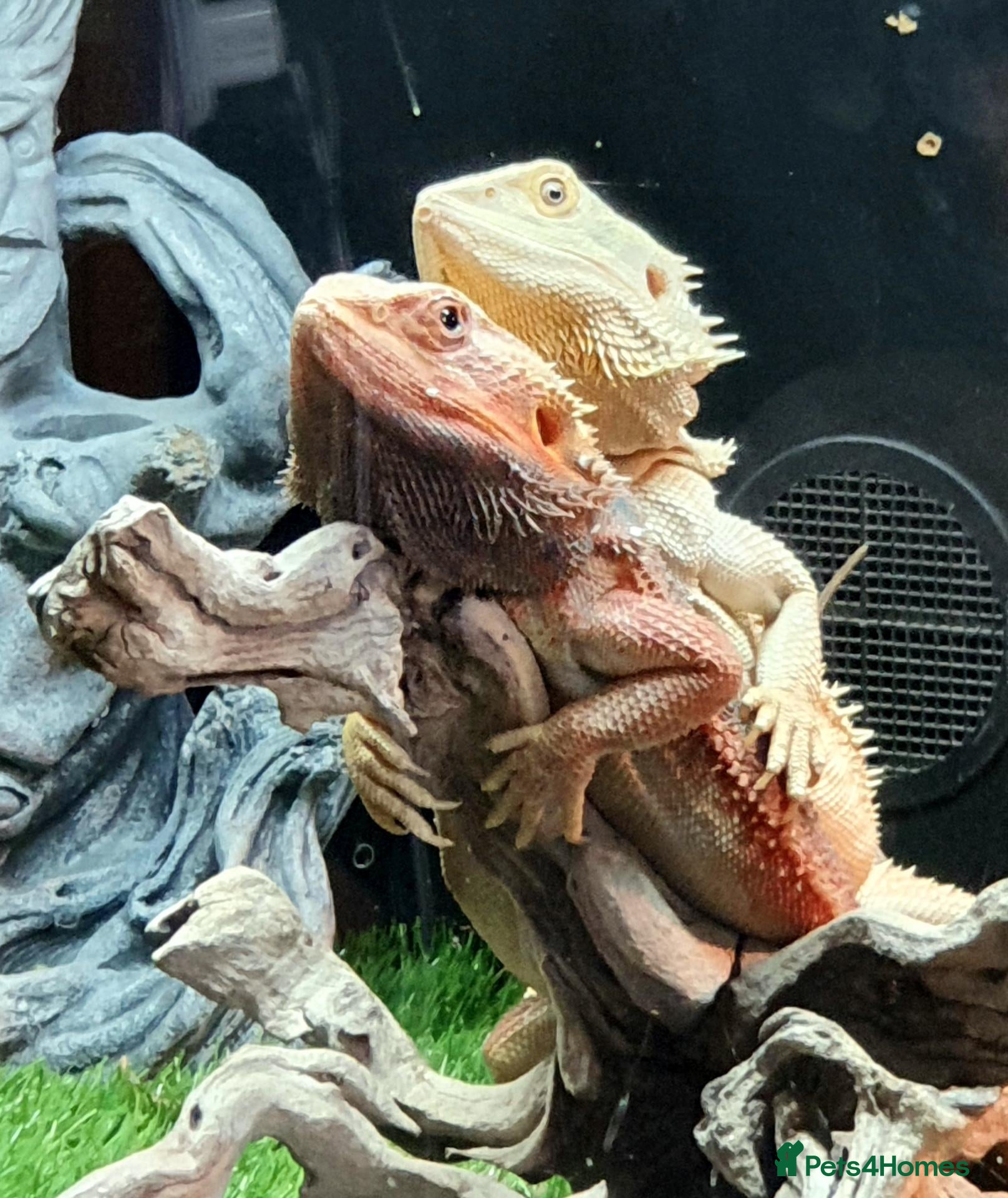 Bearded Dragon reptiles Citrus bearded dragons babies het translucent - Advert 6