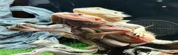 Bearded Dragon reptiles for sale: Citrus bearded dragons babies het translucent - Advert 3