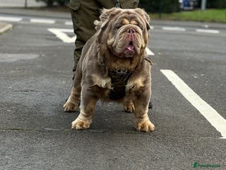 Old Tyme Bulldog dogs Olde Tyme Bulldog For Stud - Advert 13