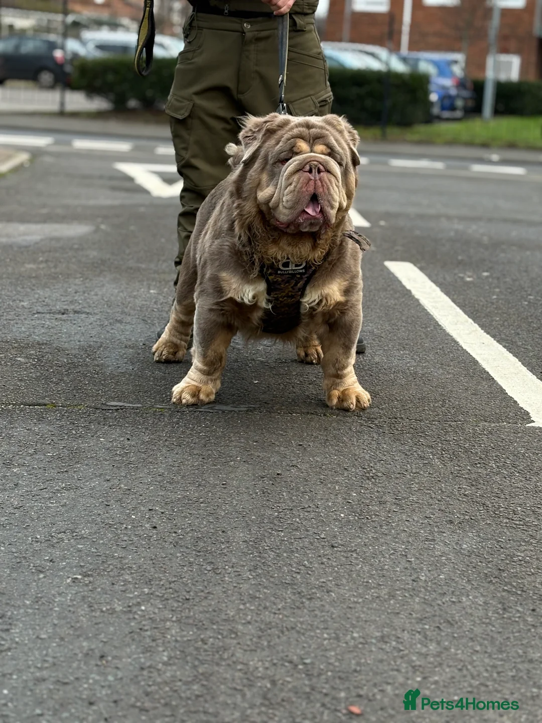 Old Tyme Bulldog dogs for stud: Olde Tyme Bulldog For Stud  - Advert 1