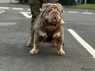 Old Tyme Bulldog dogs Olde Tyme Bulldog For Stud - Advert 7