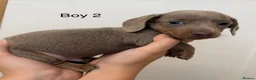 Miniature Dachshund dogs for sale: Miniature dachshund puppy’s  in Bristol - Advert 10