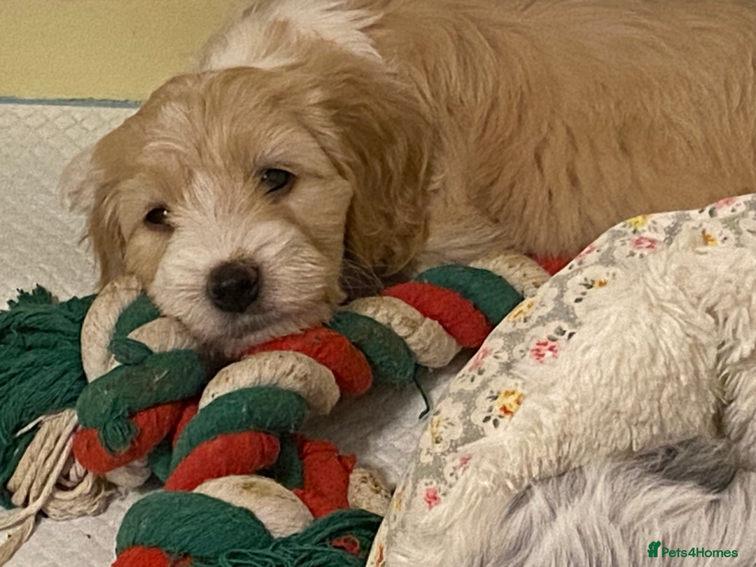 Cockapoo dogs for sale: Beautiful cockapoo puppy’s  - Image 28