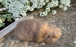Guinea Pig rodents for sale: Stunning pure bred Swiss boar - Image 4