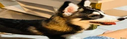 Pomsky dogs for sale: Price reduction Last boy F4 Pomsky  - Advert 14