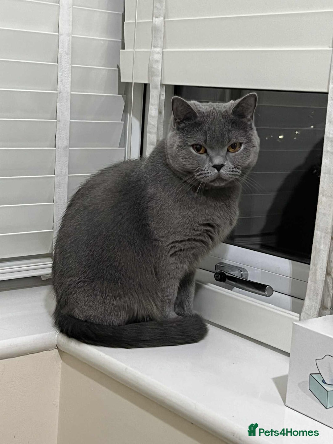 British Shorthair cats for sale: British Shorthair– Looking for a New Home - Image 1