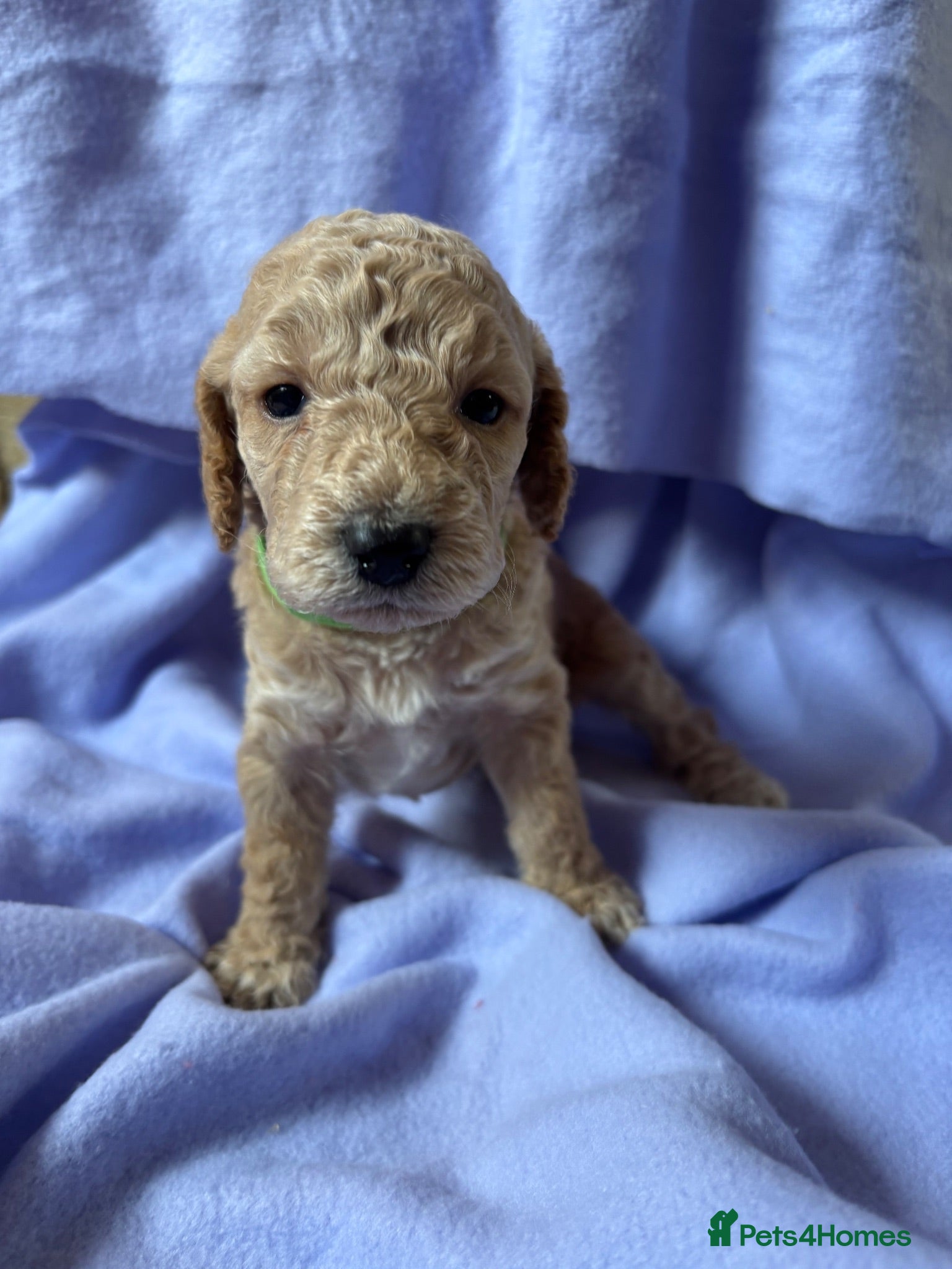 Cockapoo dogs Beautiful cute cockapoo’s F2  - Advert 2
