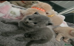 British Shorthair cats for sale: Pretty British shorthair  - Image 23