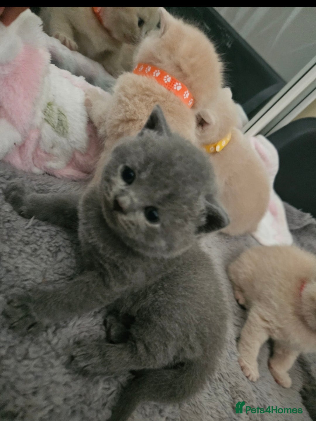 British Shorthair cats for sale: Pretty British shorthair  - Image 23