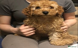 Cavapoo dogs for sale: Cavapoo F1b girl puppy reduced as a small hernia  - Image 1