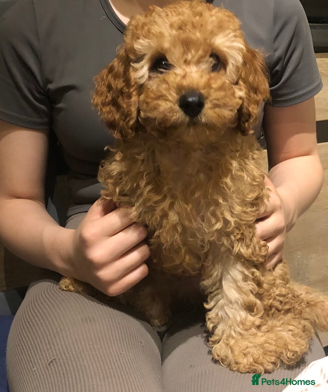 Cavapoo dogs for sale: Cavapoo F1b girl puppy reduced as a small hernia  - Image 1