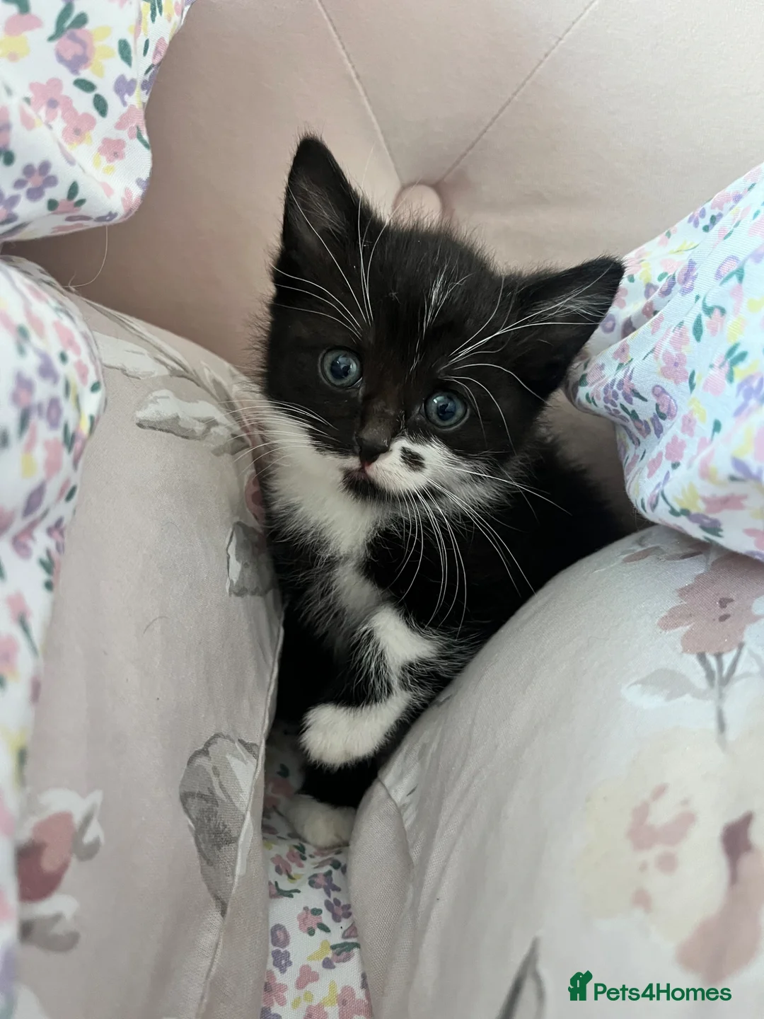 Turkish Angora cats for sale: Gorgeous Kittens!  - Advert 17