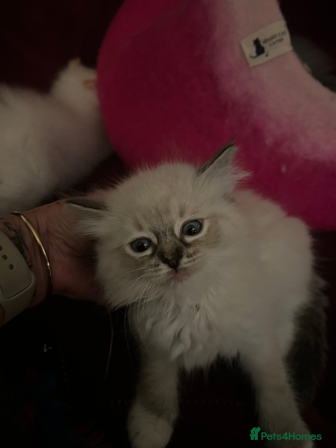 Ragdoll cats for sale: GCCF Ragdoll Kittens. Champion lines  - Advert 14