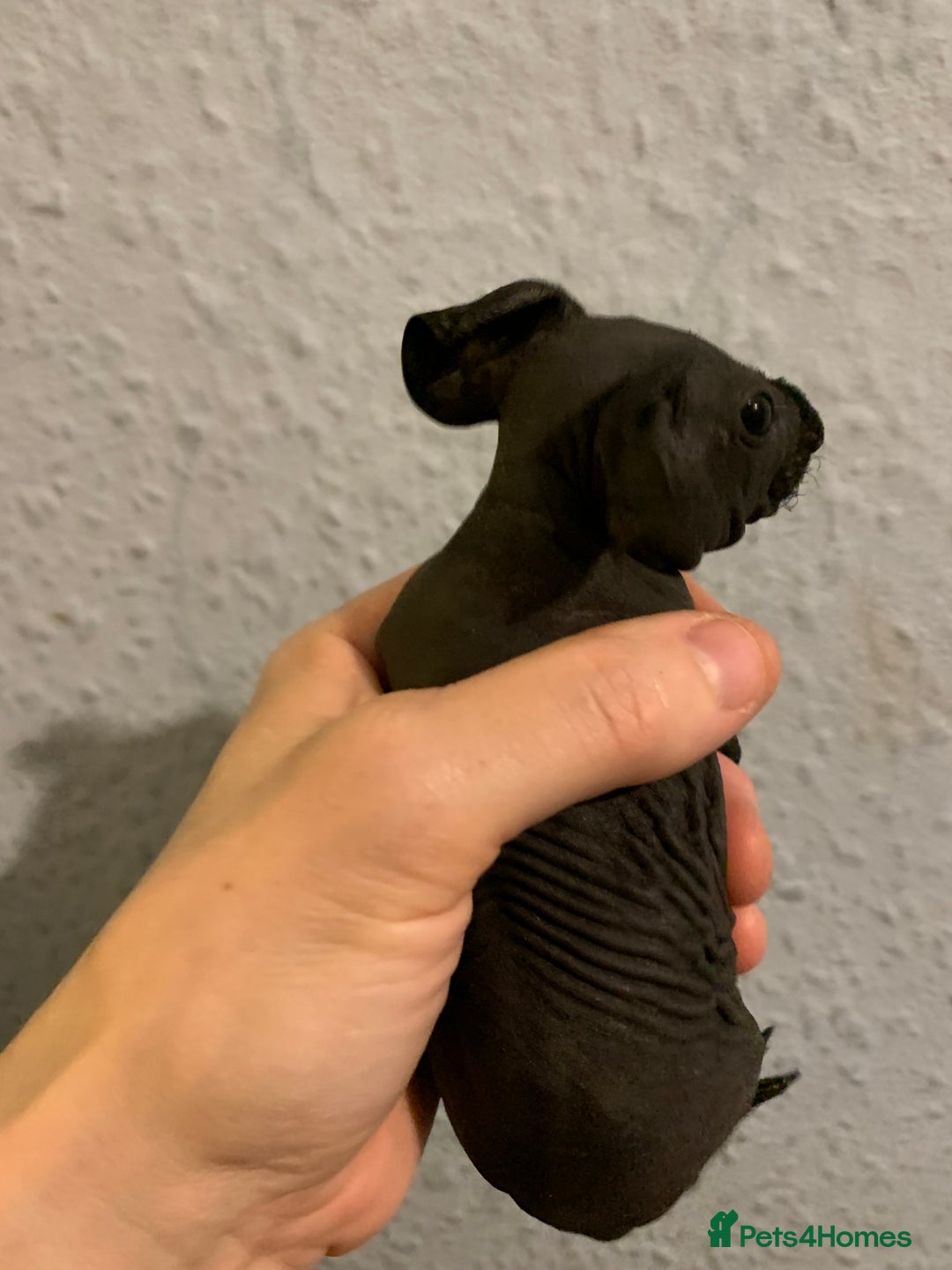 Guinea Pig rodents for sale: Skinny pigs and Skinny Pig Carriers - Advert 17