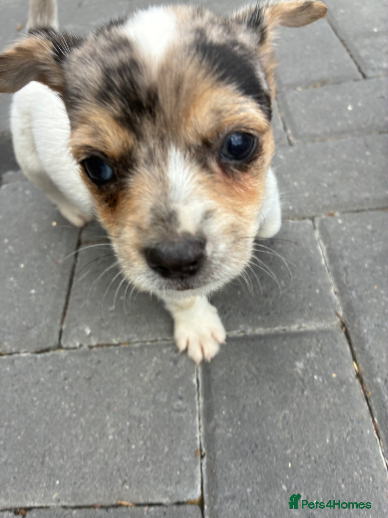 Mixed Breed dogs for sale: Jack Russell x Yorkshire Terrier  - Advert 15
