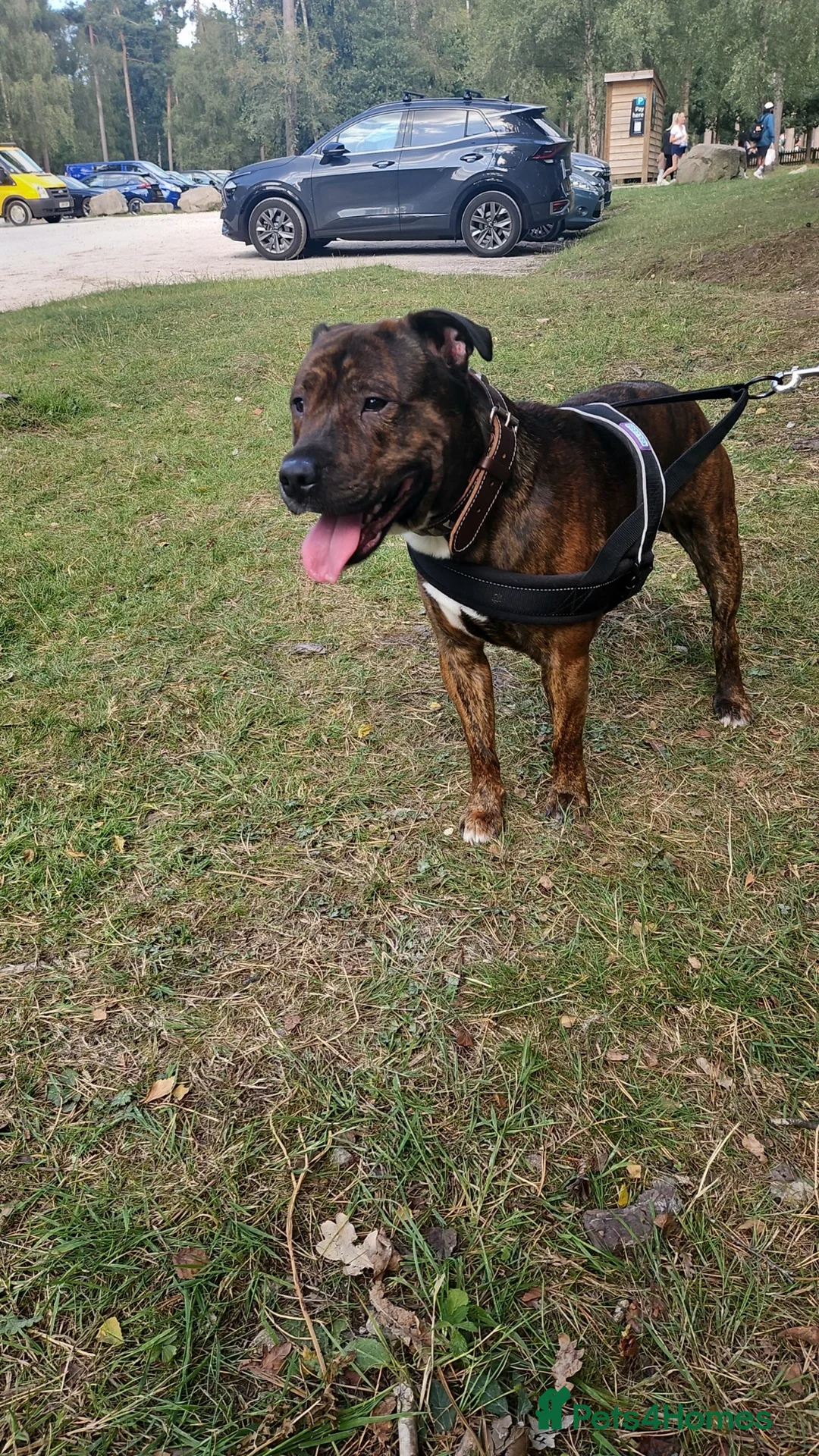 Mixed Breed dogs for sale: Staffordshire bull terrier  - Advert 5