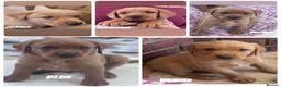 Labrador Retriever dogs for sale: Pedigree Fox Red Labrador Puppies - Advert 7
