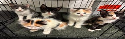 Mixed Breed cats for sale: Just 1 beautiful grey&white kitten left Ready Now - Advert 3