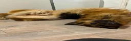 German Shepherd dogs for sale: 2 German Shepherd Brothers - Advert 3