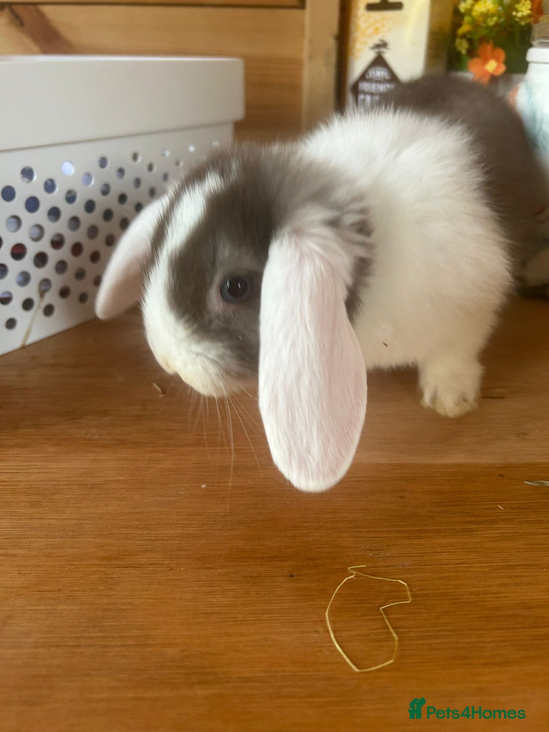 Mini Lop rabbits for sale: Beautiful mini lop bunnies  - Advert 1