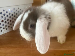 Mini Lop rabbits Beautiful mini lop bunnies - Advert 2