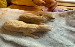 Maltipoo dogs for sale: BEAUTIFUL F1 MALTIPOO PUPPIES  - Image 7