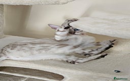 Bengal cats for sale: Tica snow bengal - Image 2