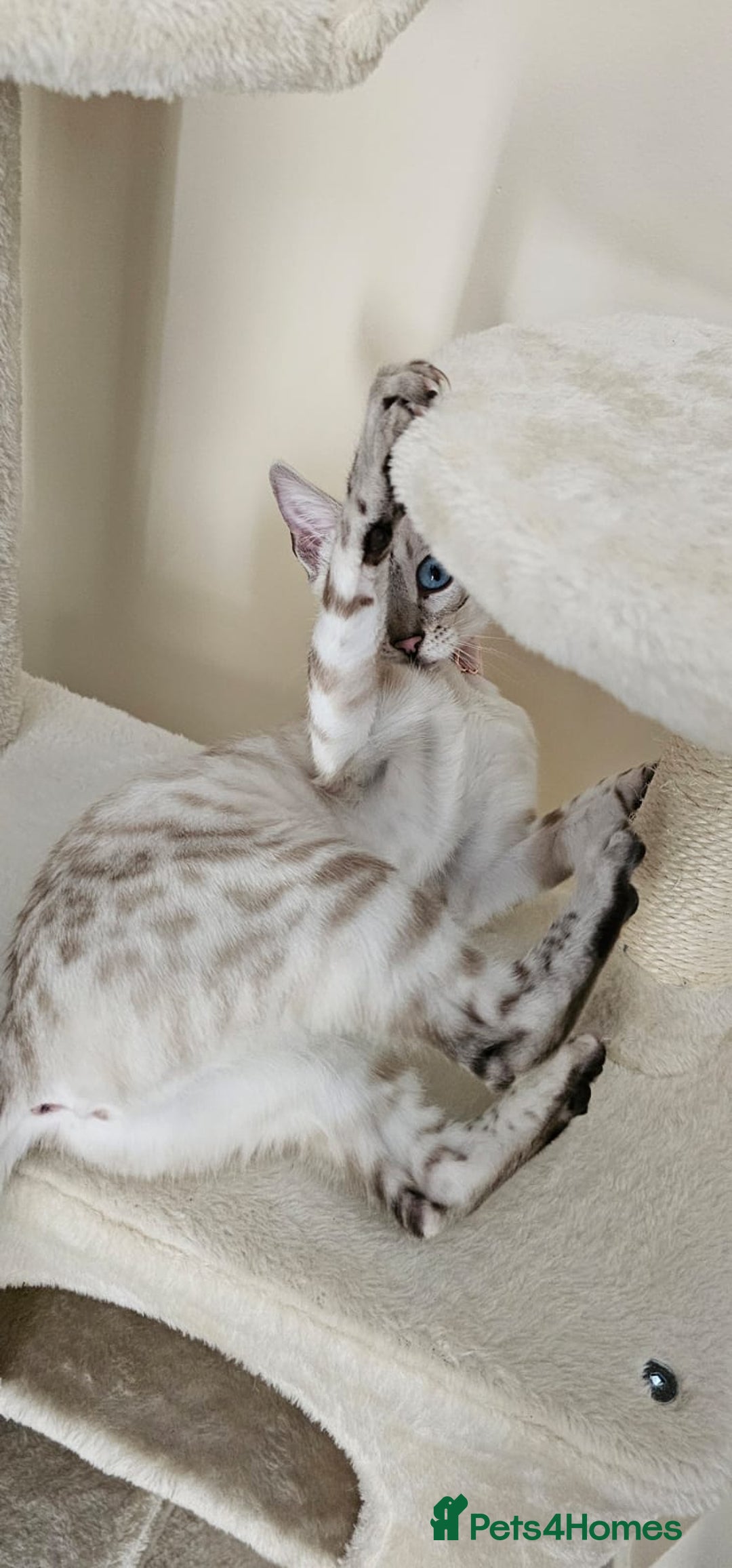 Bengal cats for sale: Tica snow bengal - Image 2