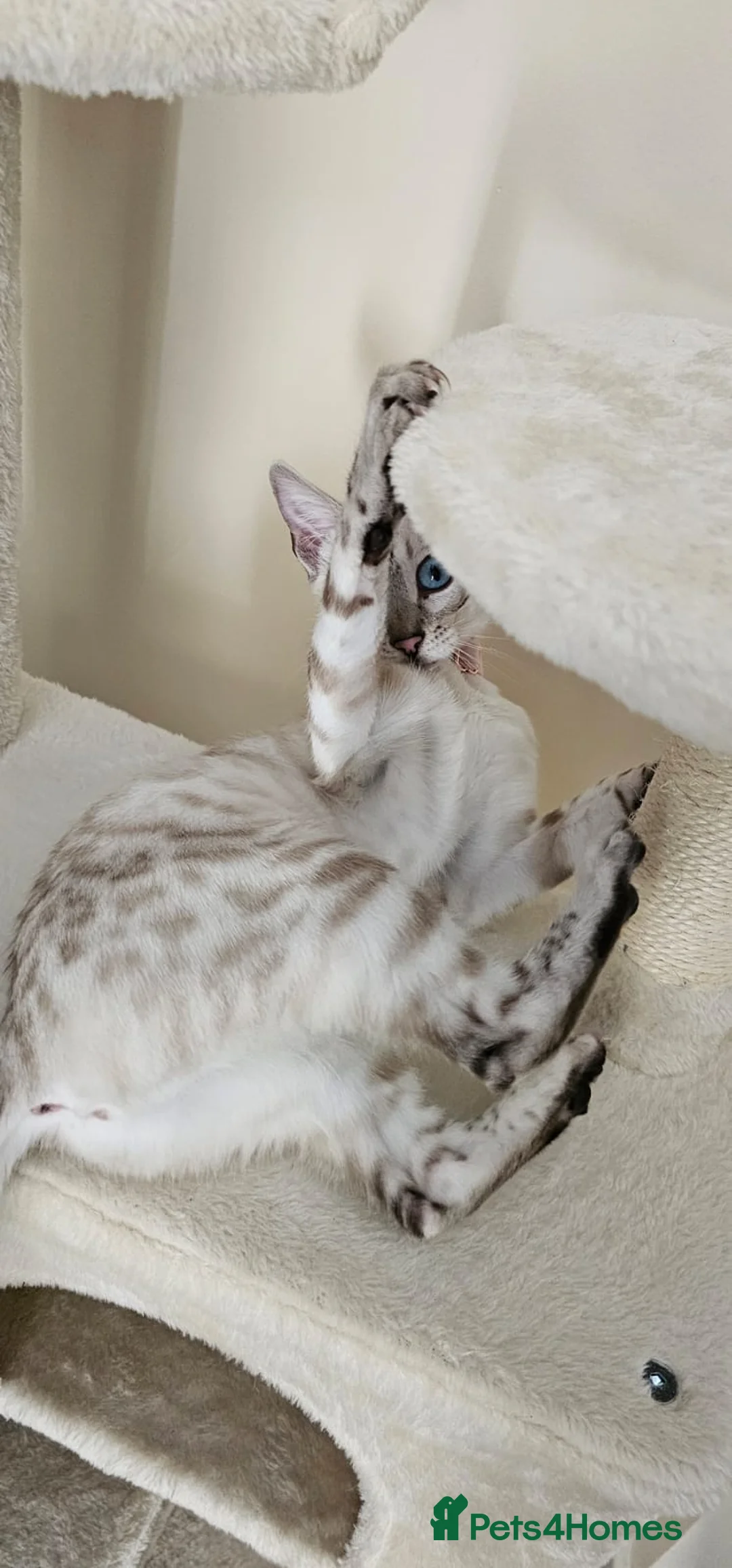 Bengal cats for sale: Tica snow bengal - Advert 2