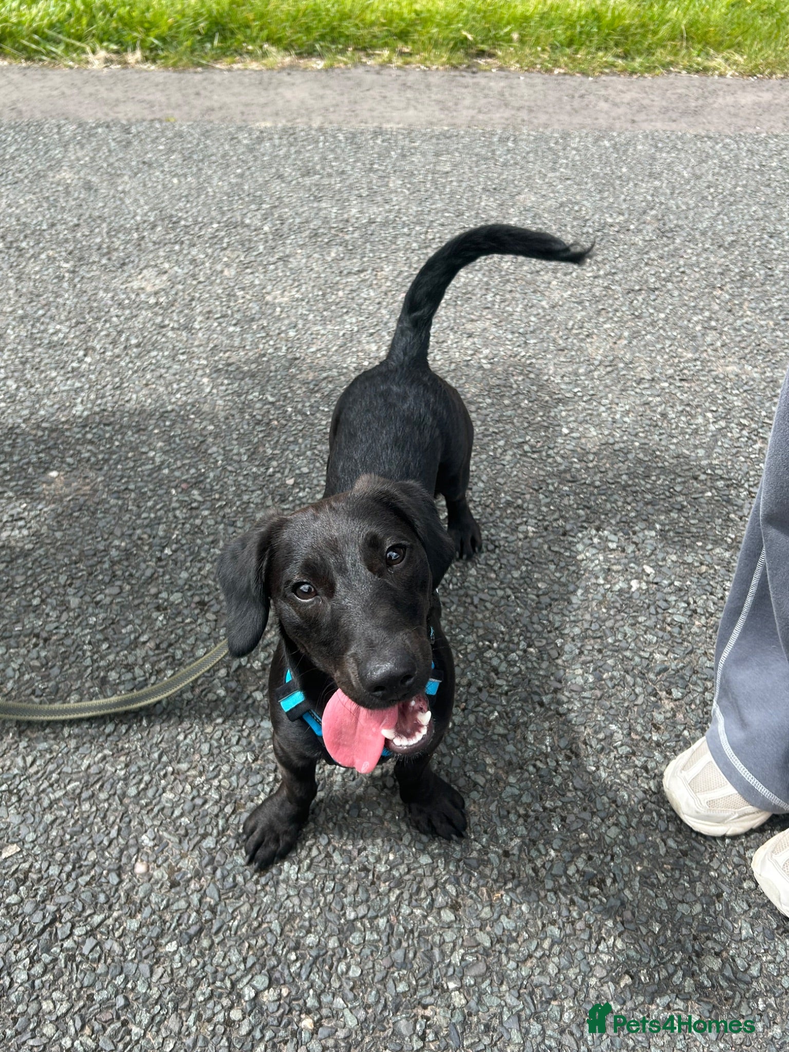Mixed Breed dogs Paolo- Dachshund- Patterdale Mix - Advert 3