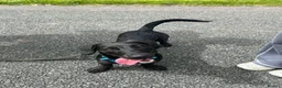 Mixed Breed dogs for sale: Paolo- Dachshund- Patterdale Mix in Liverpool - Advert 1