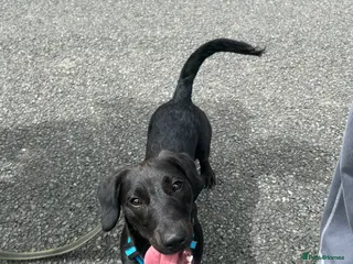 Mixed Breed dogs Paolo- Dachshund- Patterdale Mix - Advert 1