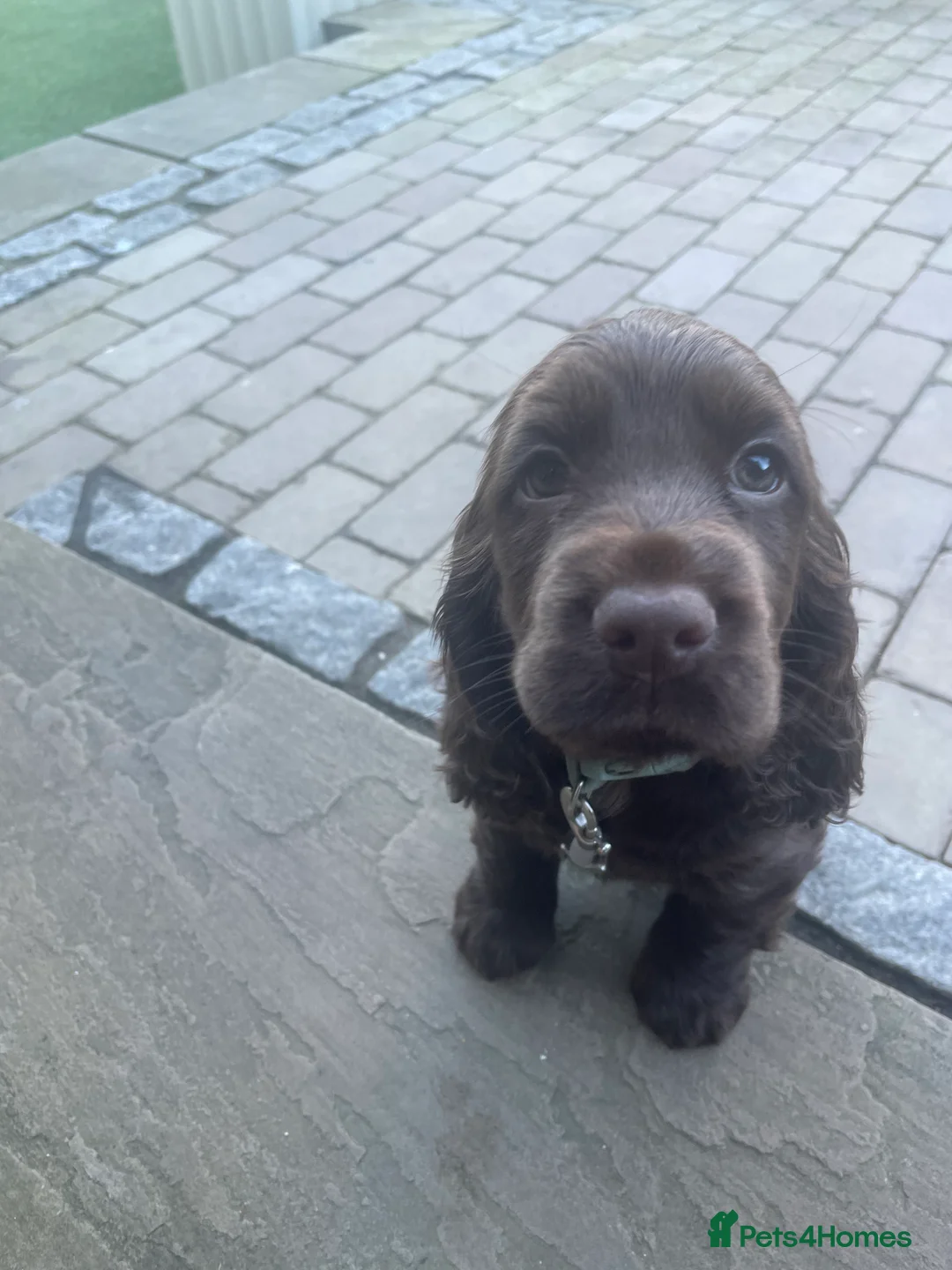 Cocker Spaniel dogs for sale: Cocker spaniel girl  in Holmfirth - Advert 2