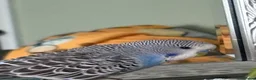Budgerigars birds for sale: Beautiful male budgies  in Arbroath - Advert 6