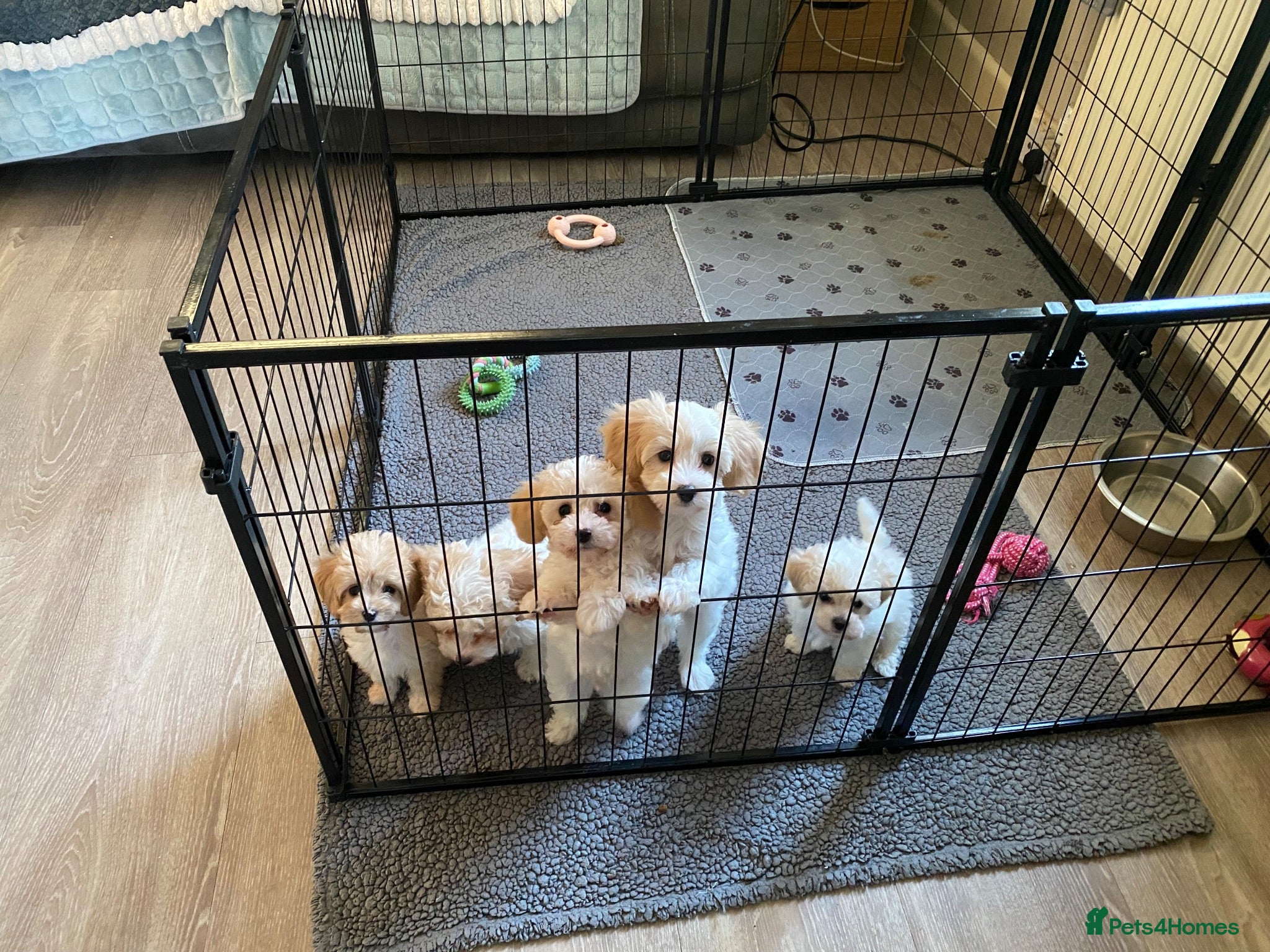 Cavapoochon dogs Cavapoochon puppies with 5 weeks free insurance   - Advert 3
