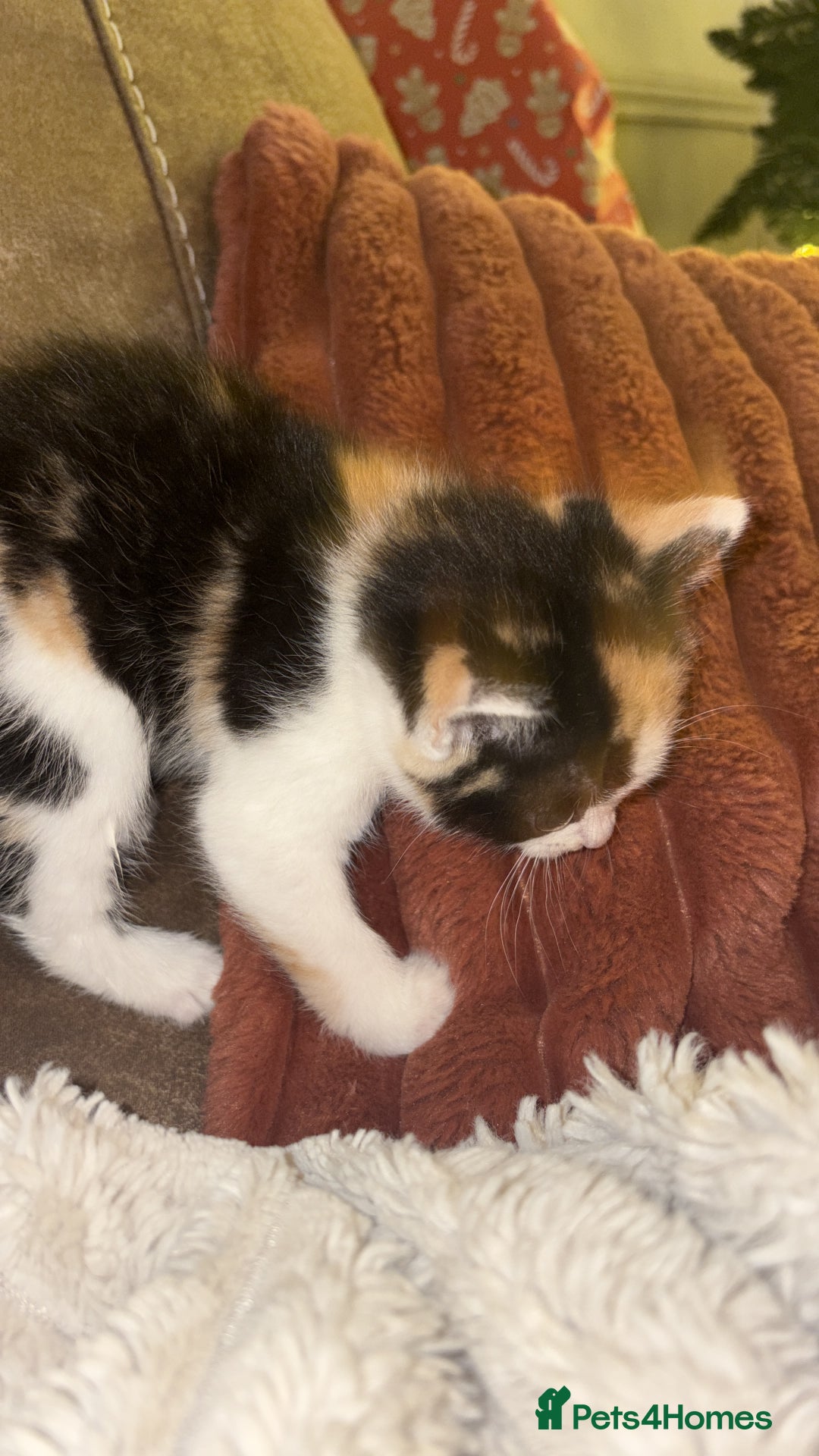 British Shorthair cats for sale: Beautiful kittens 3 girls 1 boy  - Advert 16