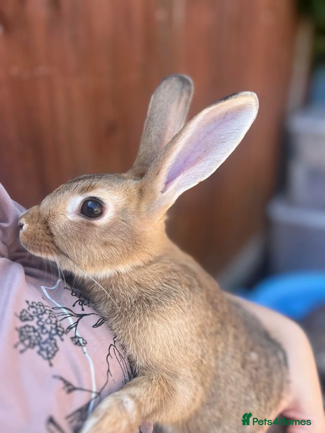 Mixed Breed rabbits for sale: Beautiful Rex cross  - Advert 4