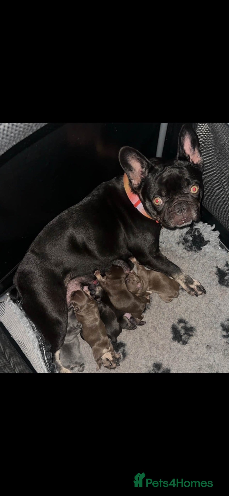French Bulldog dogs Fluffy French bulldogs  - Advert 4