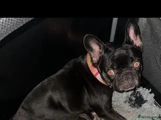 French Bulldog dogs Fluffy French bulldogs - Advert 1