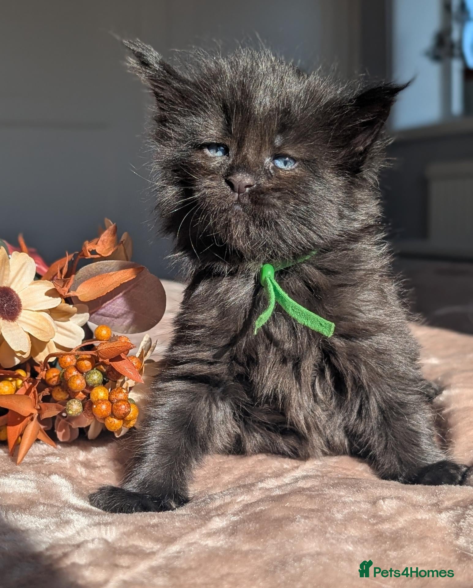 Maine Coon cats Black&Black Smoke Tica registered  - Advert 2