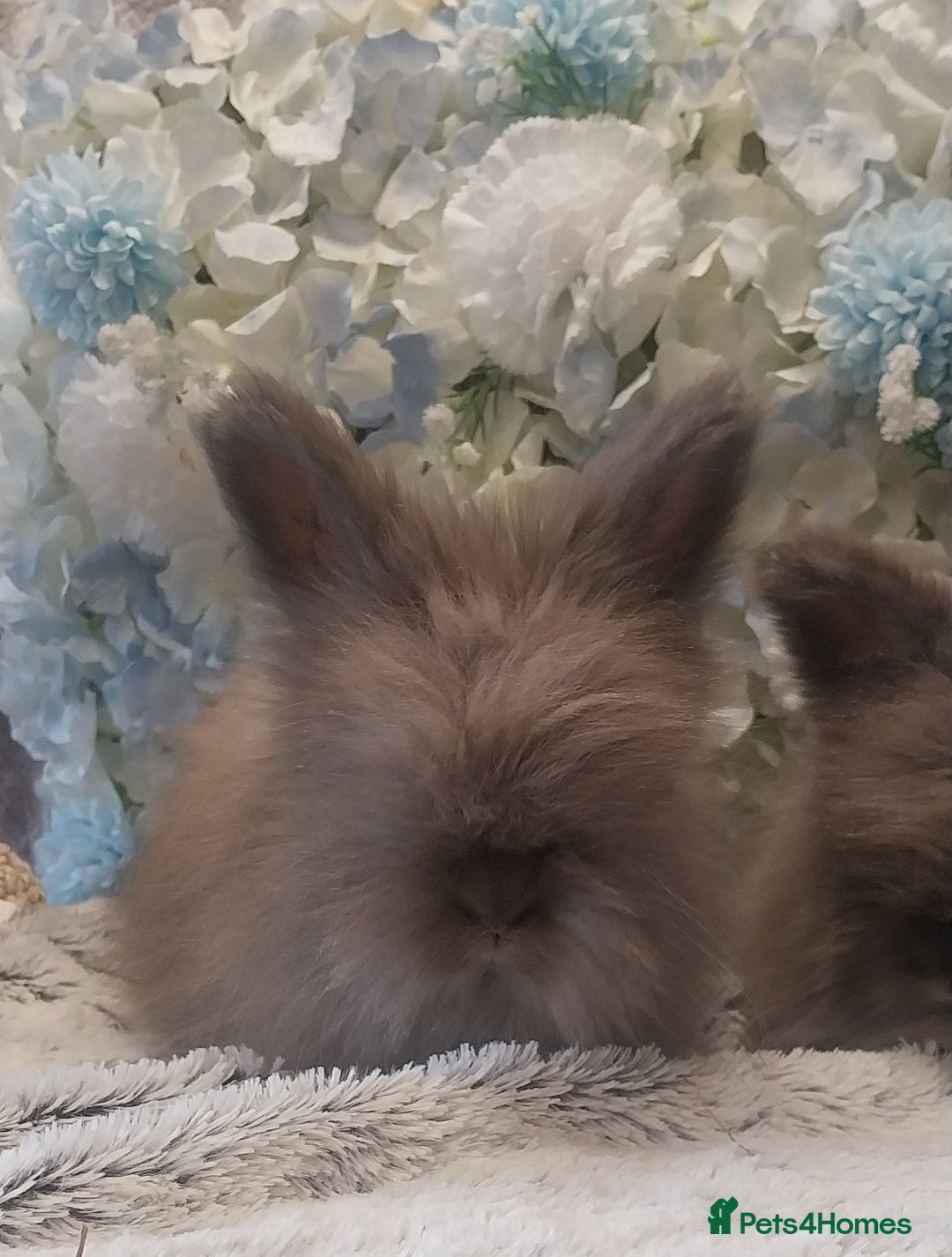 Angora rabbits Last boy ready now  - Advert 1