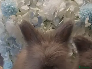 Angora rabbits Last boy ready now - Advert 1