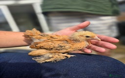Chickens poultry for sale: Pekin Bantam & Polish chicks - Image 2