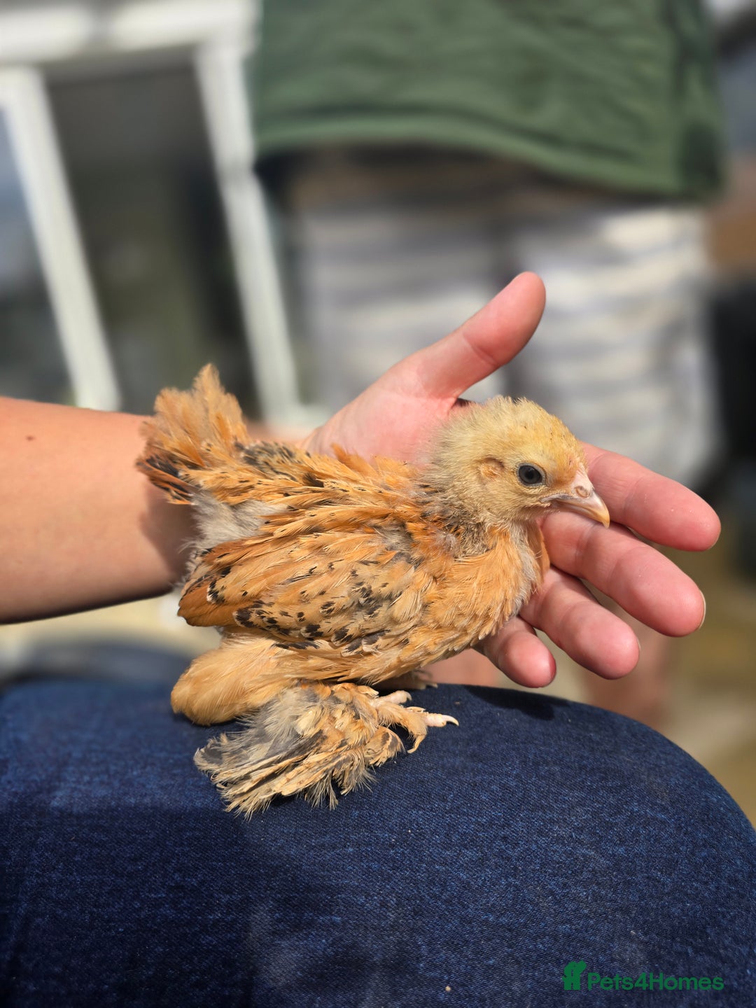 Chickens poultry for sale: Pekin Bantam & Polish chicks - Image 2
