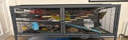 Rat rodents for sale: Two male Rex rats - Advert 7