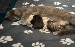 British Shorthair cats for sale: Luna’s Litter 🩶 - Image 10