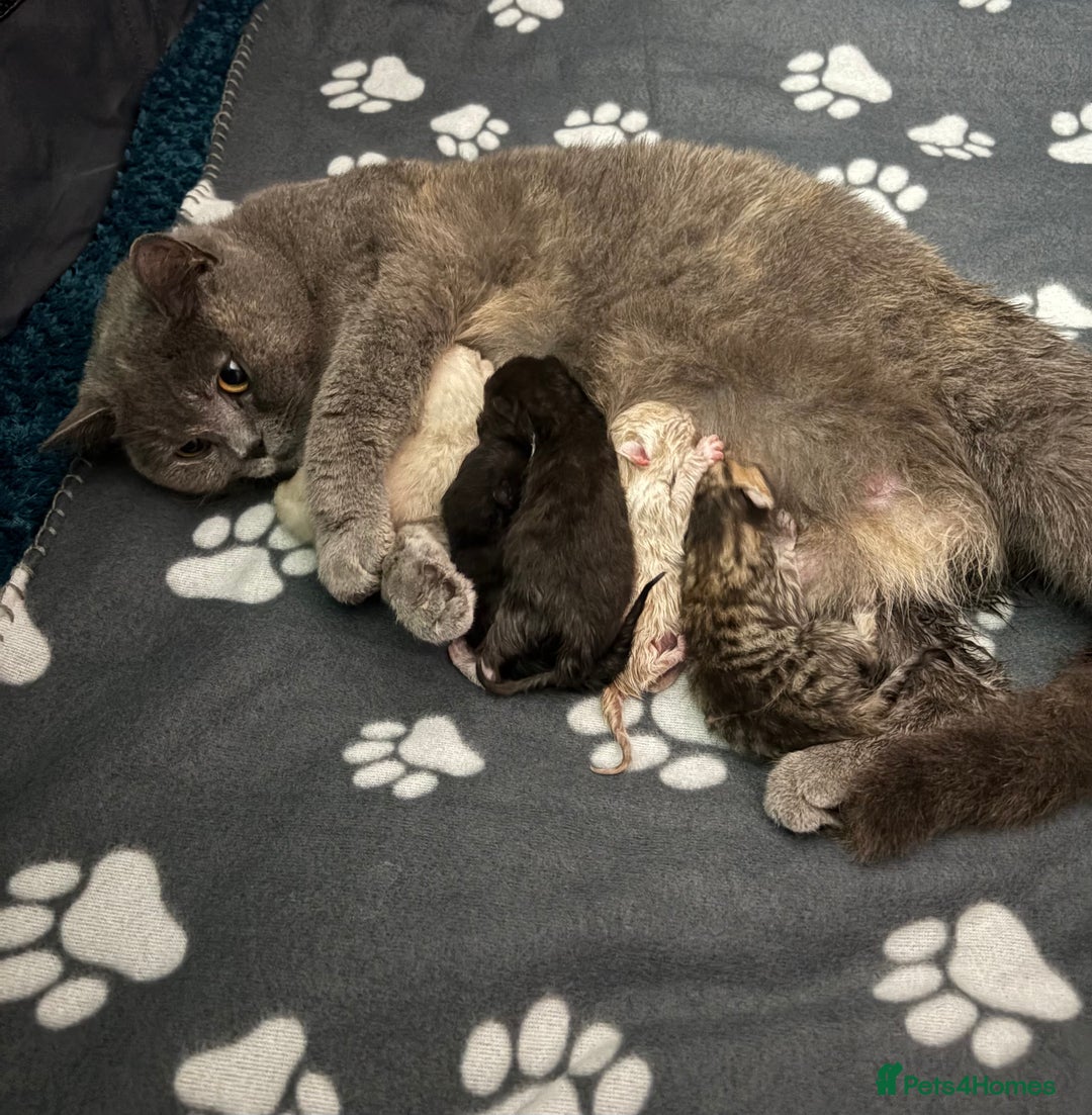 British Shorthair cats for sale: Luna’s Litter 🩶 - Image 10