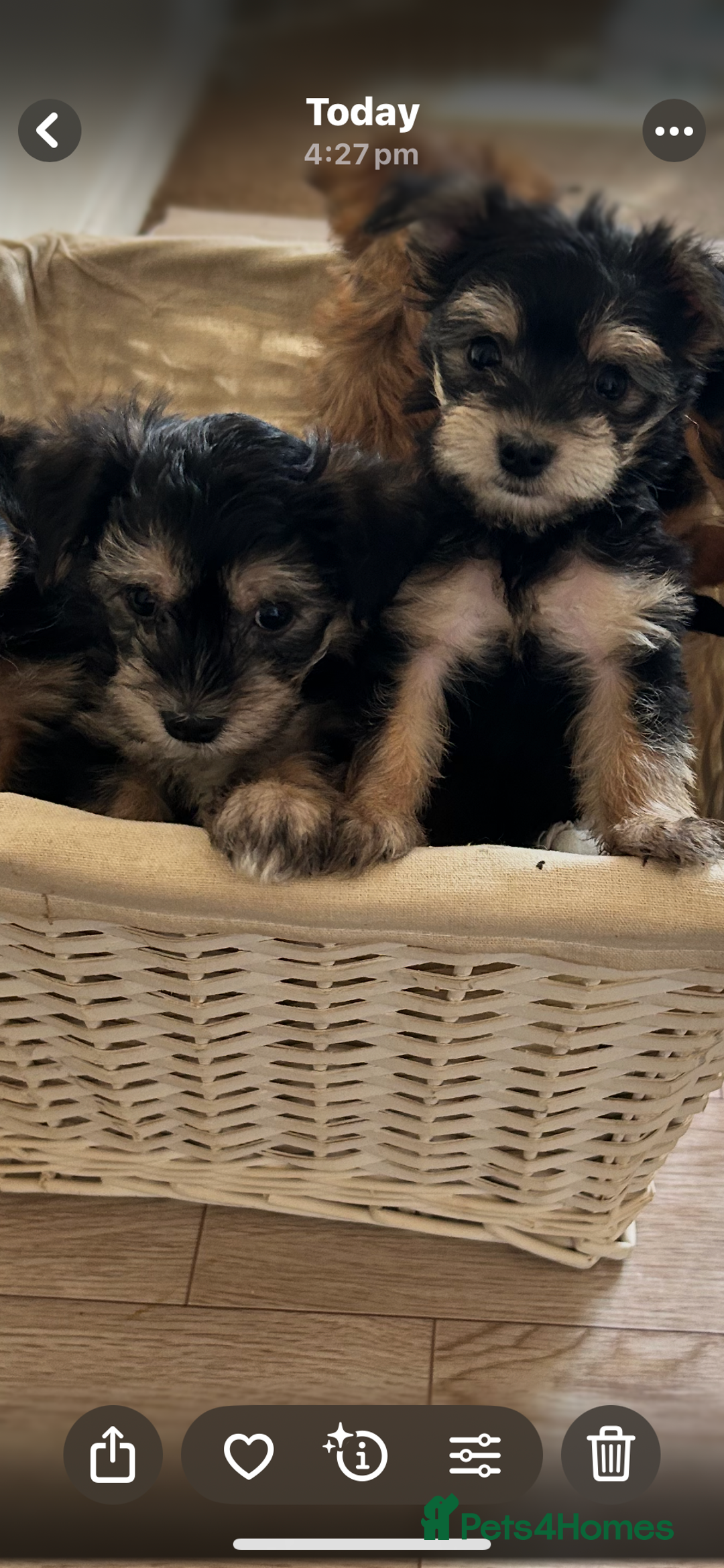Morkie dogs for sale: Morkie teeny tiny mini pups  - Image 10